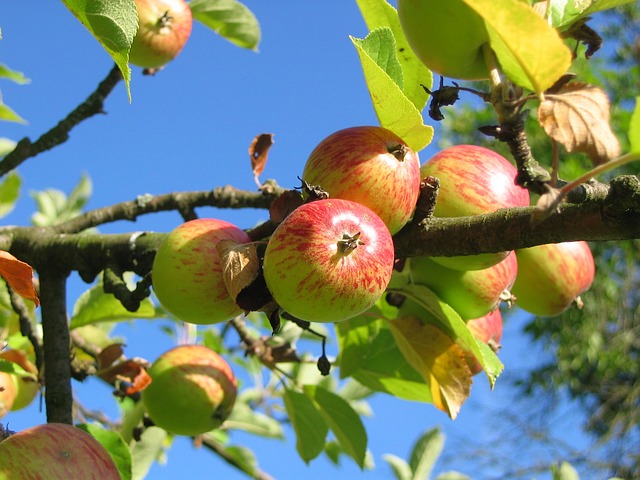 Co zrobić żeby nasze jabłka tak szybko nie gniły?
